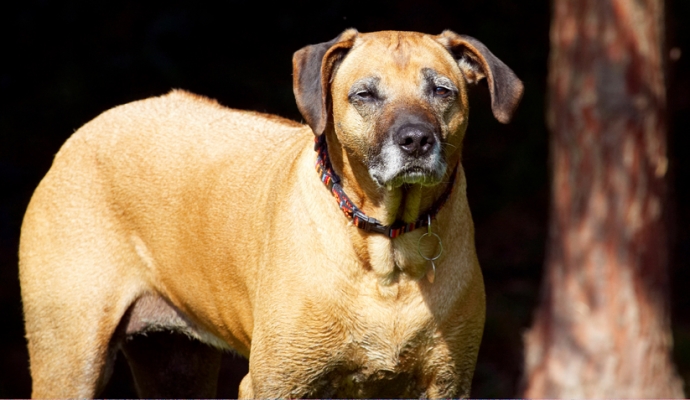 No, I don't feel like playing today
Keywords: Dog Dogs Hingi Nymal Rhodesian Ridgeback Ridgebacks