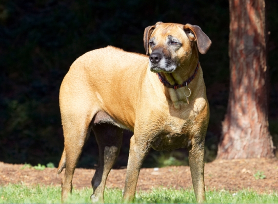 I'll just stand here and survey the territory
Ключови думи: Dog Dogs Hingi Nymal Rhodesian Ridgeback Ridgebacks