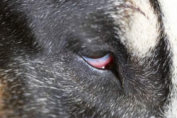 I know you're watching
Keywords: Dog Dogs English Bull Terrier Eye Tapa Terriers