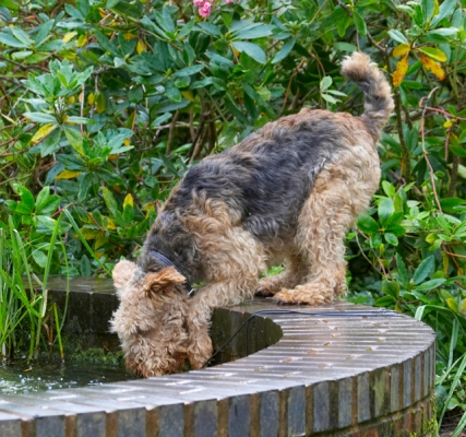 Oh, good,mucky water
Keywords: Airedale Terrier Dog Dogs Molly Terriers