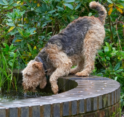 That's better
Ключові слова: Airedale Terrier Dog Dogs Molly Terriers