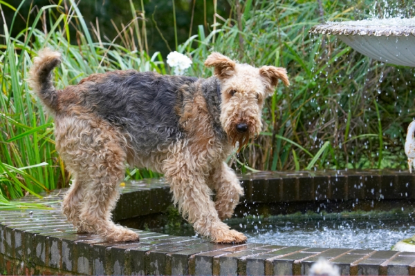 I've just had a drink - OK!
Schlüsselwörter: Airedale Terrier Dog Dogs Molly Terriers
