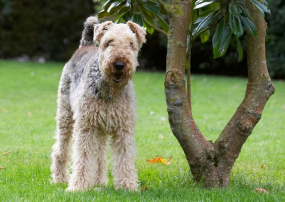 Nah, I'm not doin' much
Anahtar kelimeler: Airedale Terrier Dog Dogs Ralf Terriers