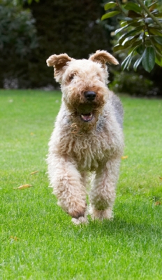 Time for my daily constitutional
Trefwoorden: Airedale Terrier Dog Dogs Molly Ralf Terriers