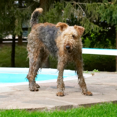 I MIGHT take a dip
Ключові слова: Airedale Terrier Dog Dogs Molly Terriers