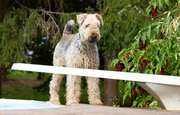 Wot's this?!
Avainsanat: Airedale Terrier Dog Dogs Ralf Terriers