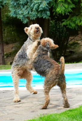 Sparring partners
Avainsanat: Airedale Terrier Dog Dogs Molly Ralf Terriers