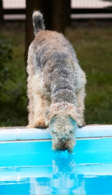 Who that's handsome person?
Palabras clave: Airedale Terrier Dog Dogs Molly Ralf Terriers
