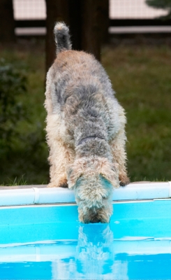 Think I'll take a closer look
Palabras clave: Airedale Terrier Dog Dogs Ralf Terriers