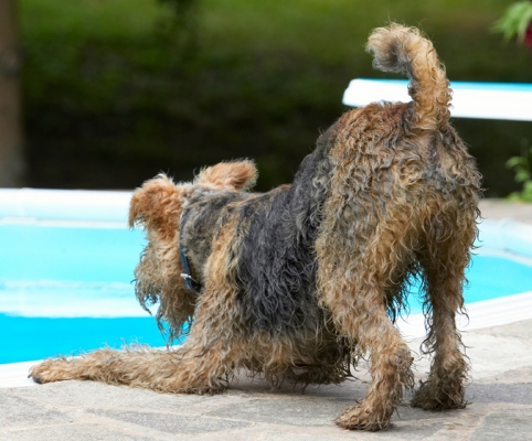 Hmmm, shall I take a dive?
Keywords: Airedale Terrier Dog Dogs Molly Terriers
