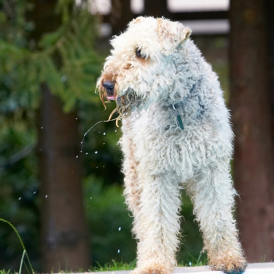 Mmmm, that's yummy
Keywords: Airedale Terrier Dog Dogs Molly Ralf Terriers
