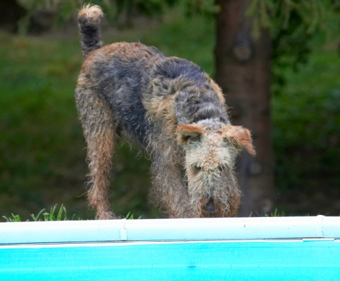 Where's that other dog gone?
Palabras clave: Airedale Terrier Dog Dogs Molly Terriers