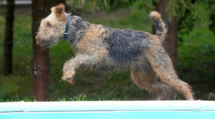 I'm flying
Avainsanat: Airedale Terrier Dog Dogs Molly Terriers