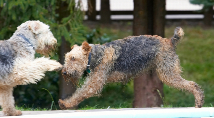 C'mon, take me on if you dare
Ključne besede: Airedale Terrier Dog Dogs Molly Ralf Terriers