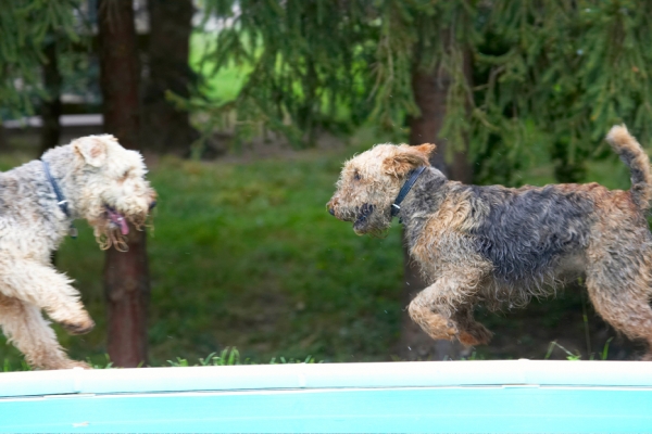High noon
Palabras clave: Airedale Terrier Dog Dogs Molly Ralf Terriers