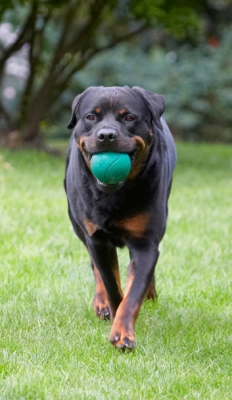 Here I come
Λέξεις-κλειδιά: Dog Dogs Hugo Rottweiler Rottweilers
