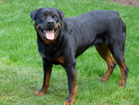 OK, what we gonna do now?
Keywords: Dog Dogs Hugo Rottweiler Rottweilers Tongue