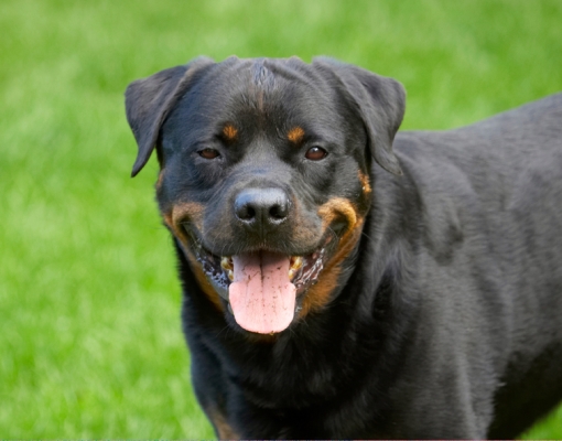 Yeeew what's that on my tongue?
Palabras clave: Dog Dogs Hugo Rottweiler Rottweilers Tongue