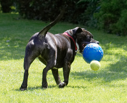 Where'd that ball come from?
Keywords: Ball Dog Dogs Kira Staffordshire Bull Terrier Terriers