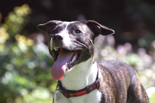 Go on, throw
Palabras Clave: Dog Dogs Sasha Staffordshire Bull Terrier Terriers Tongue