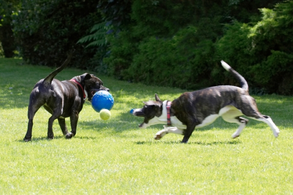 Going in for the catch
Anahtar kelimeler: Ball Dog Dogs Kira Sasha Staffordshire Bull Terrier Terriers