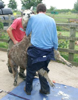 Shall We Dance?  Alpaca Shearing
These two gentlemen, from New Zealand, spend a couple of months touring the U.K. and shearing circa 4,000 alpacas.  Our three are old men and their fleece isn't of particularly good quality.  But we have them sheared because it's healthier for the alpacas.
Anahtar kelimeler: Alpaca shearing New Zealand