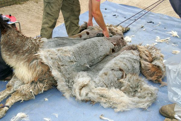 Alpaca Wool
In the hands of experienced shearers, the wool just peels off like butter.
Mots-clés: alpaca wool shearing Lucies Farm shearer