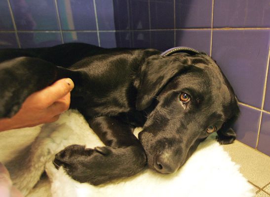 Cuddles for the Labradors
Schlüsselwörter: cuddles Black Labradors Lucies Farm dog boarding dog kennel