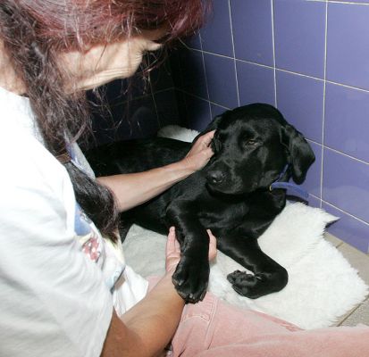 Cuddles
In the "cubby" in the dog's suite.
Trefwoorden: cuddles Black Labradors dog dog boarding cubby cubbies dog kennel