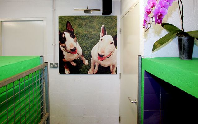 Photo Canvas Photograph of Tapa and Kiko
To decorate the dog resort with a large photograph --- of our dogs.
Keywords: photo canvas Kiko Tapa bull terrier Lucies Farm