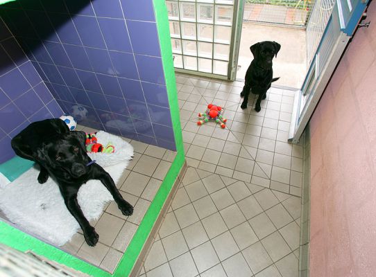 Buddy and Harvey Resting After Their Walk
Buddy and Harvey have two inter-connecting suites.  Note the cubby on the left, complete with under-floor heating.
Palabras clave: Buddy Harvey Black Labradors cubby dog hotel dog boarding Lucies Farm