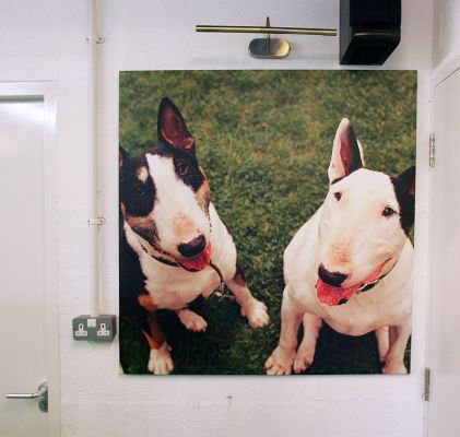 Canvas Photo of Tapa and Kiko
Anahtar kelimeler: Tapa Kiko English Bull Terrier dog hotel dog boarding dog kennel