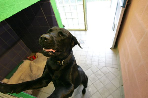 Give Me That Cookie....  Please...!
Keywords: Black Labrador dog Lucies Farm dog kennel dog boarding cookie
