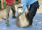 alpaca-ready-to-shear.jpg