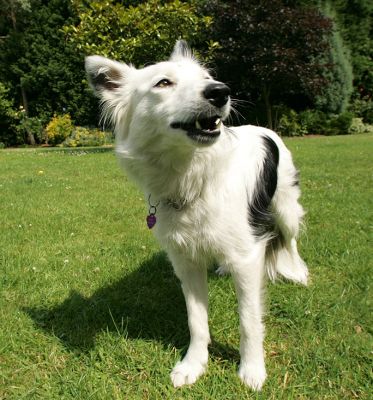 Bella - Waiting for the Toy to be Thrown
Palabras clave: Bella collie Lucies Farm dog hotel dog kennel dog boarding