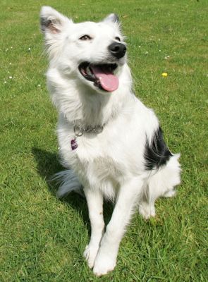 Bella
Keywords: Bella collie Lucies Farm dog hotel dog kennel dog boarding