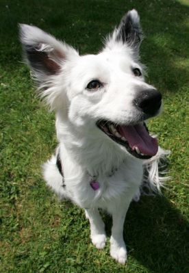 Bella
Looking with great interest to the toy, just off camera.
Schlüsselwörter: Bella collie Lucies Farm dog hotel dog kennel dog boarding