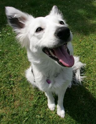 Bella -- Happy Dog
Keywords: Bella collie Lucies Farm dog hotel dog kennel dog boarding