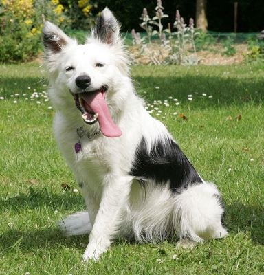 Bella
Anahtar kelimeler: Bella collie Lucies Farm dog hotel dog kennel dog boarding