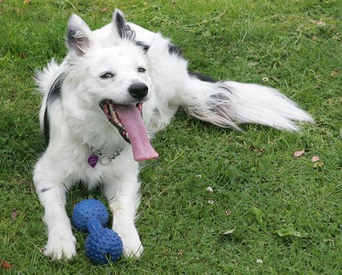 Bella
Tired after a lot of "catch."  Holding the blue toy so we won't throw it again.
Palabras clave: Bella collie Lucies Farm dog hotel dog kennel dog boarding