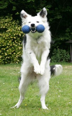 Bella
The blue toy caught in mid-air -- almost looks like she's standing up.
Keywords: Bella collie Lucies Farm dog hotel dog kennel dog boarding