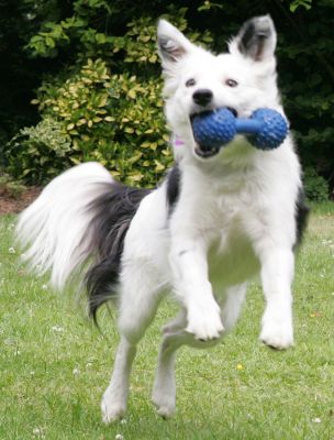 Bella -- With Blue Toy
Keywords: Bella collie Lucies Farm dog hotel dog kennel dog boarding