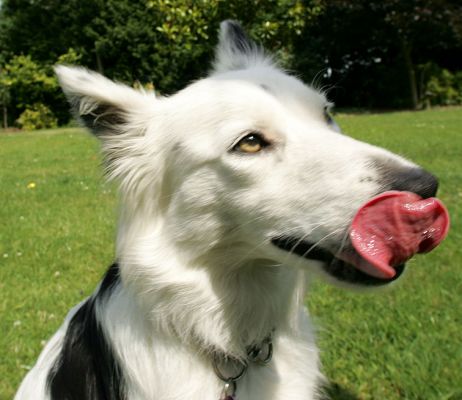 Bella
Licking her chops...
Anahtar kelimeler: Bella collie Lucies Farm dog hotel dog kennel dog boarding