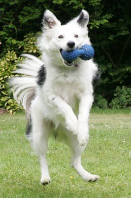 Bella in Mid-Air
Schlüsselwörter: Bella collie Lucies Farm dog hotel dog kennel dog boarding