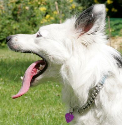 Bella
Just before her drink of water....
Ключові слова: Bella collie Lucies Farm dog hotel dog kennel dog boarding
