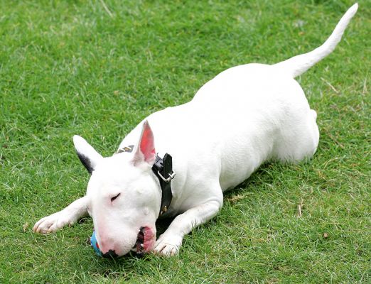 Bella
Bella doing what Bull Terriers love to do --- gnawing a ball to bits!
Λέξεις-κλειδιά: Bella Bull Terrier ball Lucies Farm pet hotel pet boarding dog kennel dog boarding