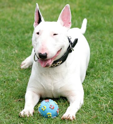Bella the Bull Terrier
Słowa kluczowe: Bella Bull Terrier ball Lucies Farm pet hotel pet boarding dog kennel dog boarding