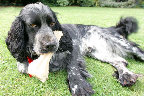 Bracken
Bracken relaxing with his favourite rawhide bone.
Anahtar kelimeler: Bracken cocker spaniel rawhide bone Lucies Farm dog kennel dog boarding relaxing