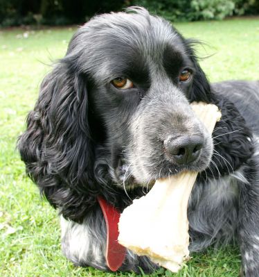 Bracken
Bracken with his favourite rawhide bone.
Palabras Clave: Bracken cocker spaniel rawhide bone Lucies Farm dog kennel dog boarding relaxing
