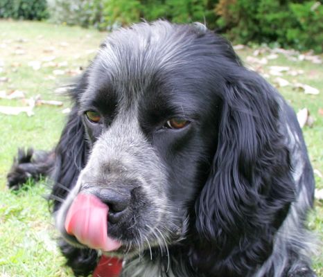 Bracken
Keywords: Bracken cocker spaniel pink tongue Lucies Farm dog kennel dog boarding relaxing